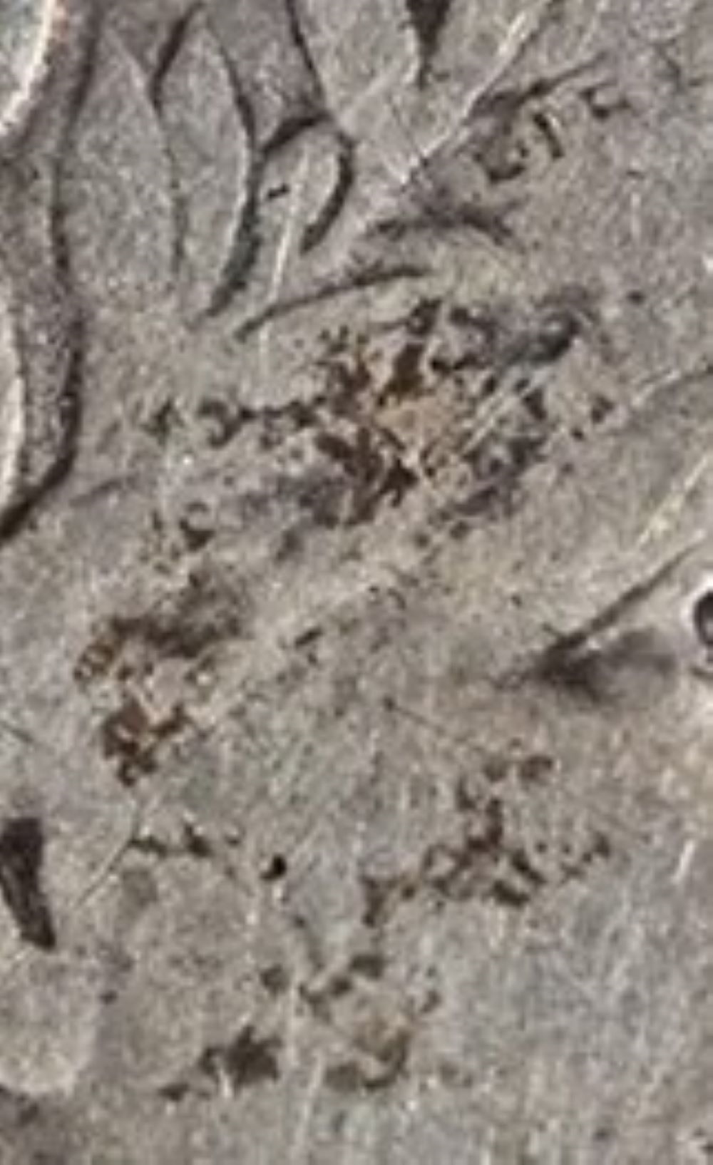 1904-S-Barber-Dime---You-Vs.-ANACS